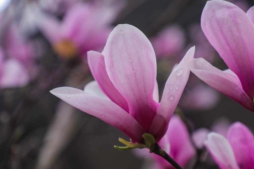 文理美景——春季开学